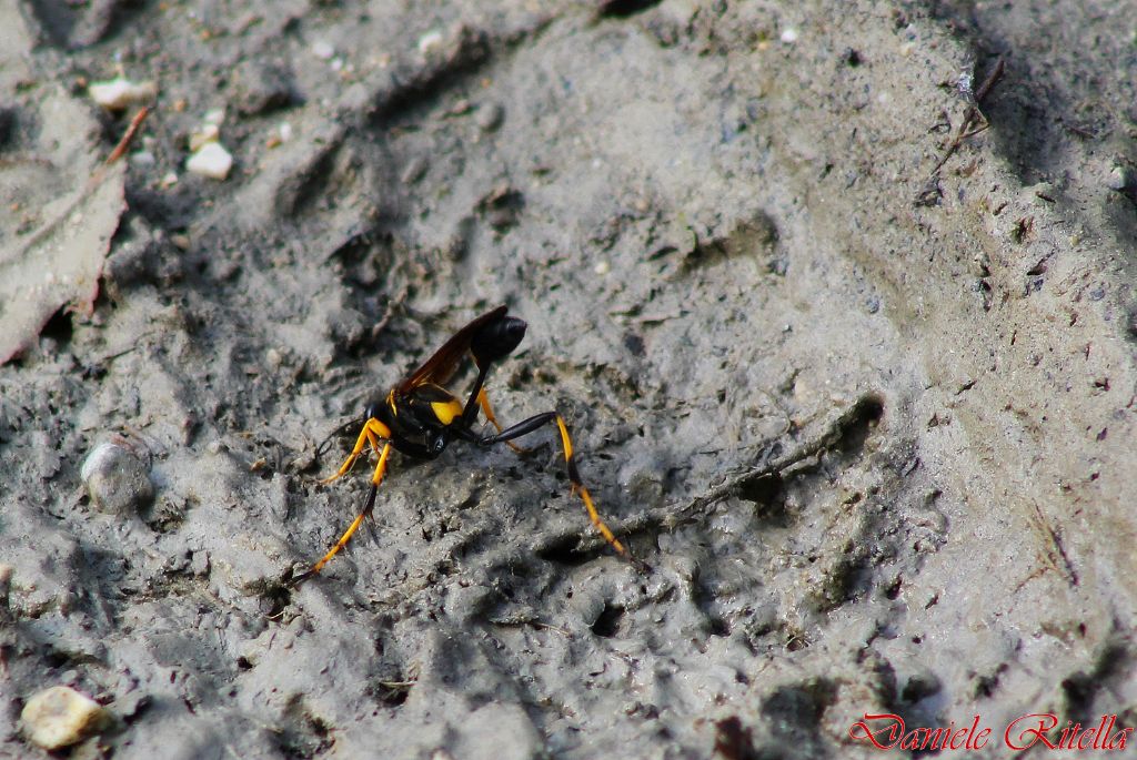 Sceliphron caementarium che raccoglie fango